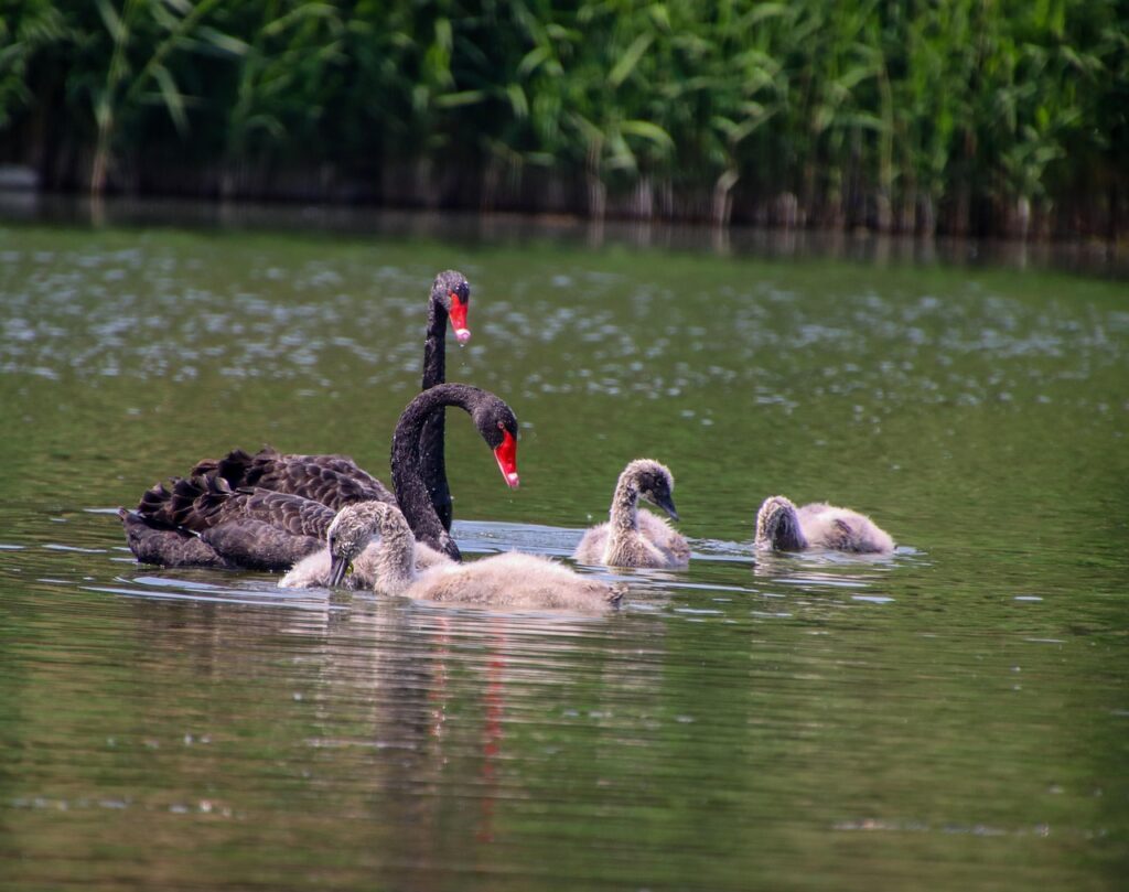 夏休みに家族旅行で楽しむ神奈川江ノ島の水遊びスポットは？