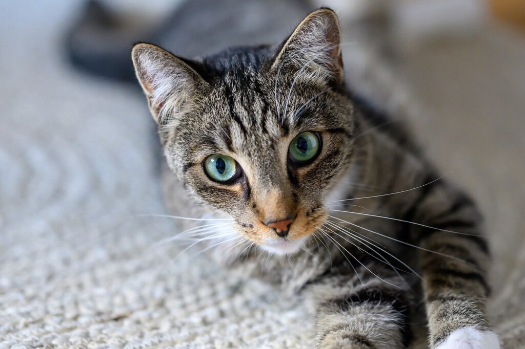 夏休みに家族旅行で楽しむ国内三重伊勢志摩の子連れスポットは？