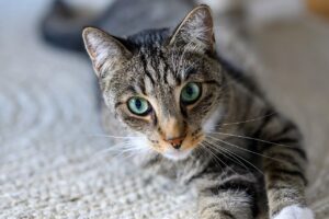 夏休みに家族旅行で楽しむ国内三重伊勢志摩の子連れスポットは？