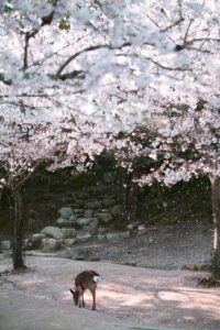 夏休みの家族旅行におすすめの国内広島宮島での子連れプランは？