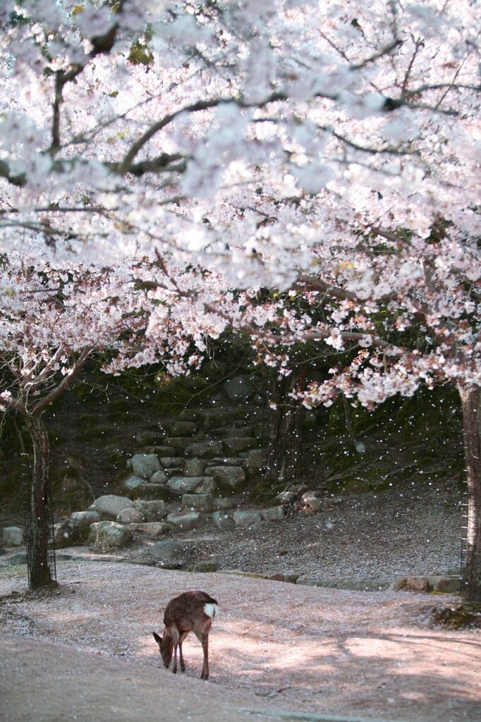 夏休みの家族旅行におすすめの国内広島宮島での子連れプランは？