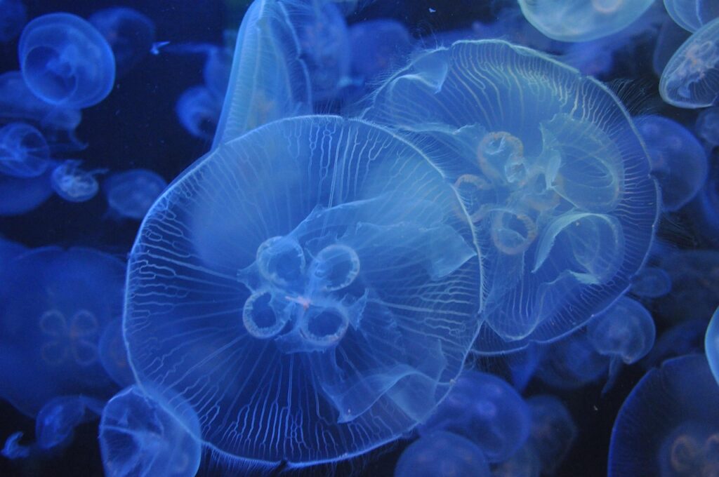 夏休みに家族旅行で行く国内の水族館おすすめスポットは？