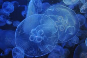 夏休みに家族旅行で行く国内の水族館おすすめスポットは？